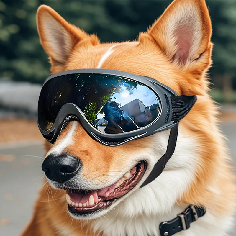 Goggles för hund