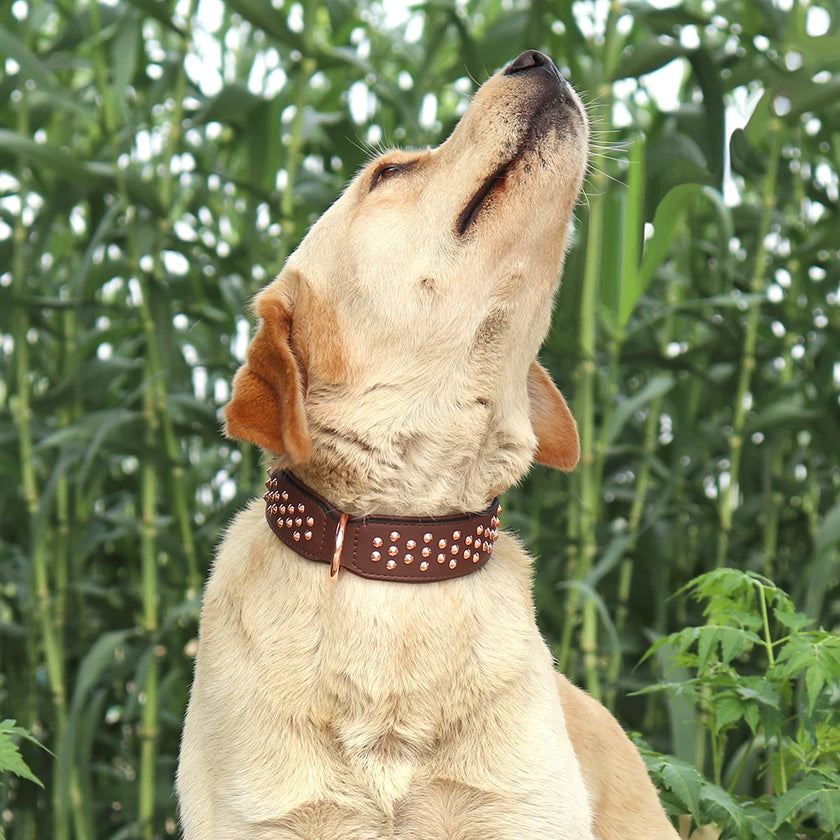 Hundhalsband med nitar