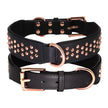 Hundhalsband med nitar