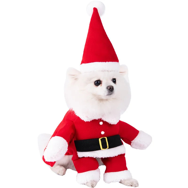 Halloween kostym för hund