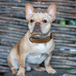 Hundhalsband