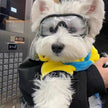 Goggles för liten hund