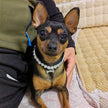 Pärlhalsband för hund