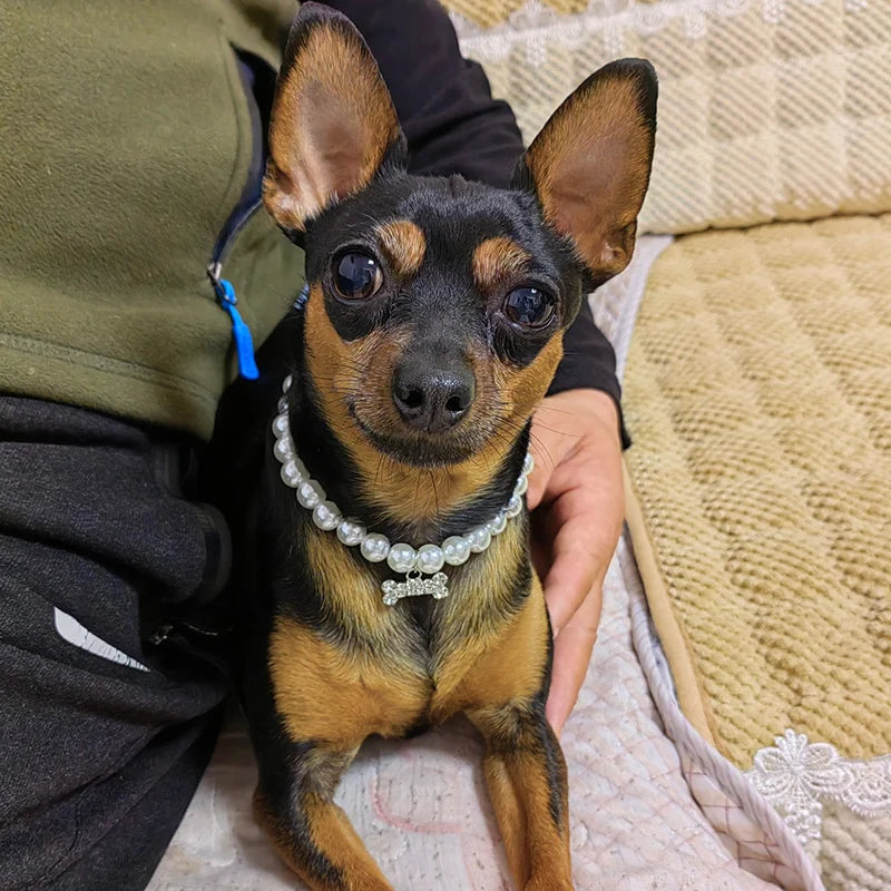Pärlhalsband för hund
