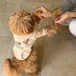 Hoodie Sweatshirt med huva för hund