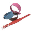 Brett hundhalsband