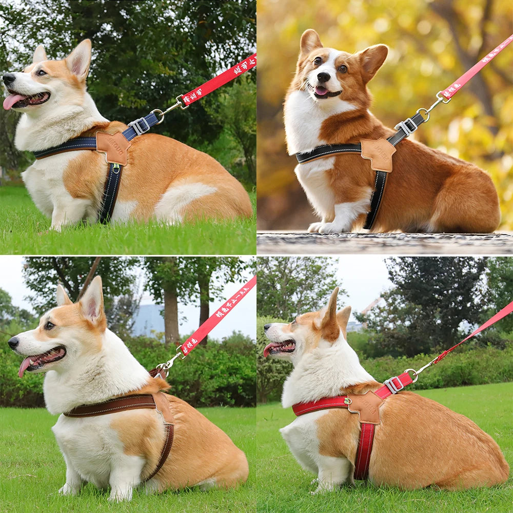 Sele för hund