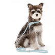 Sele för hund