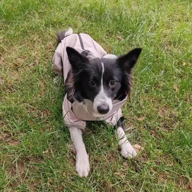 Vattentät overall för hund