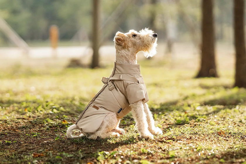 Vinterjacka med sele för hund