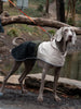 Regnjacka för hund