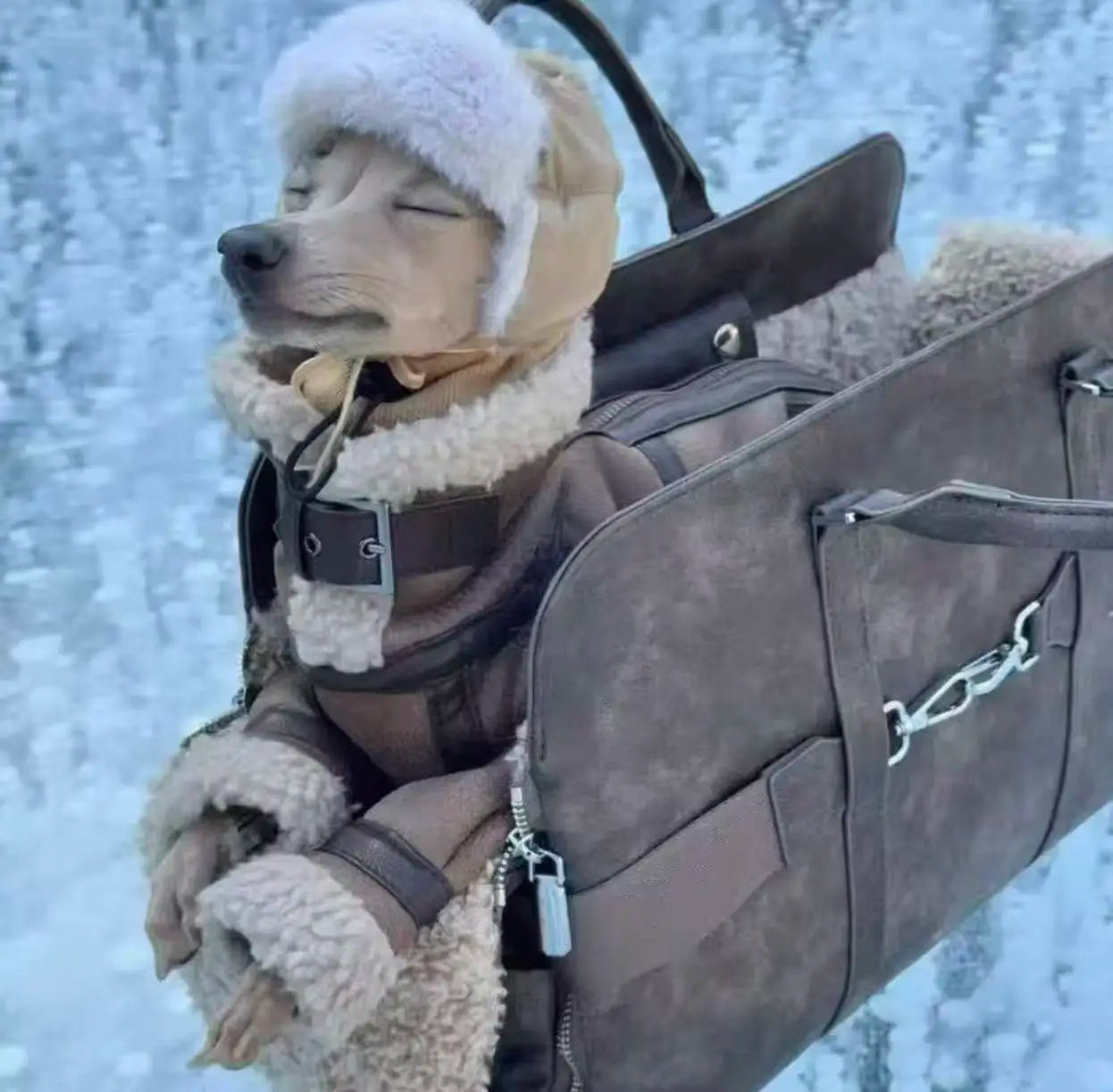 Vinterjacka för hund