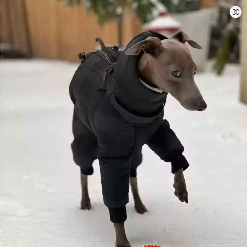 Vinteroverall för hund