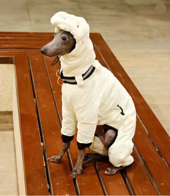 Vinteroverall för stor hund
