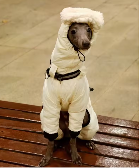 Vinteroverall för stor hund