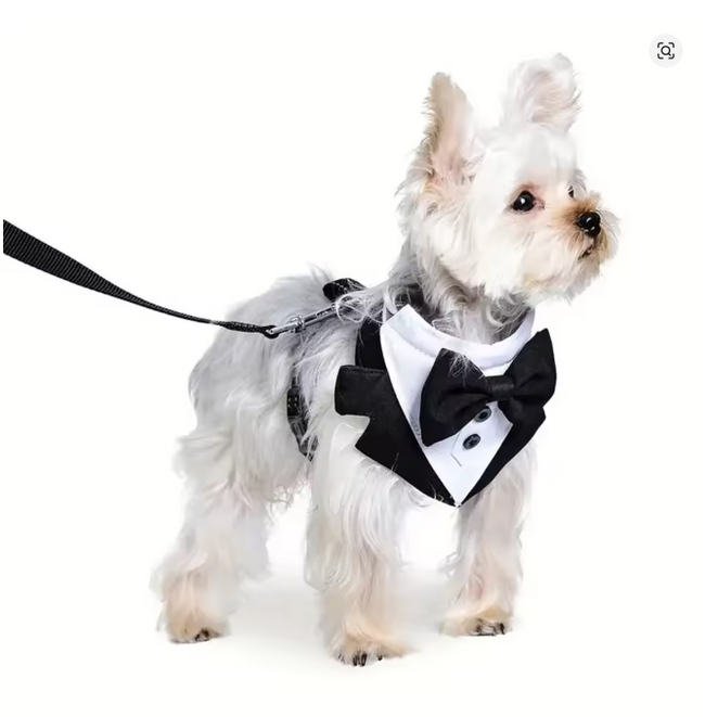 Sele med frack för hund