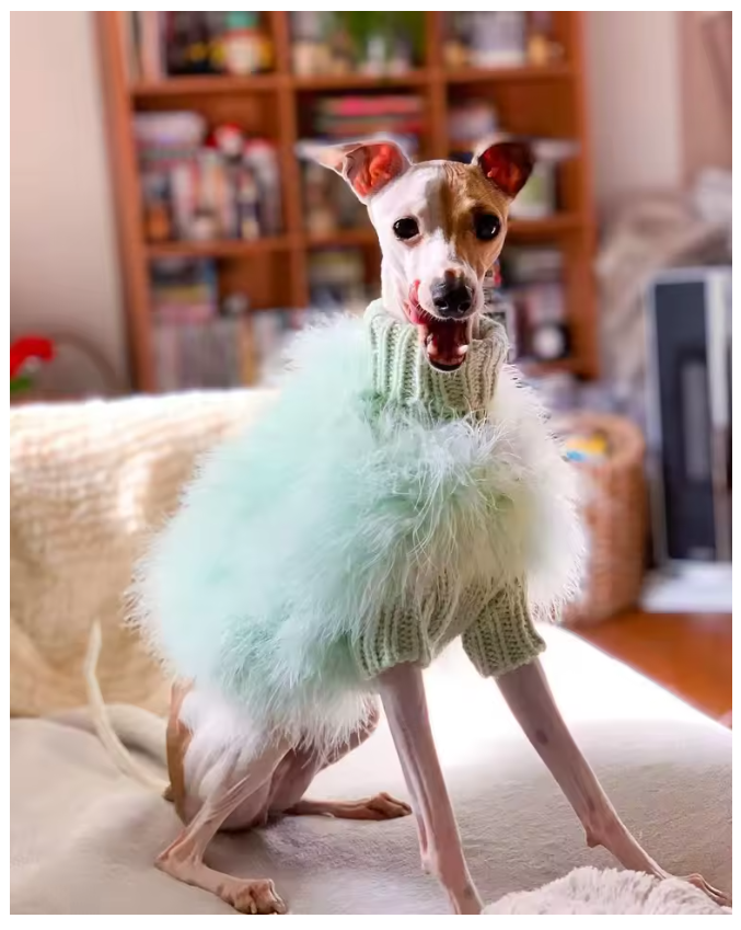 Pälströja för hund