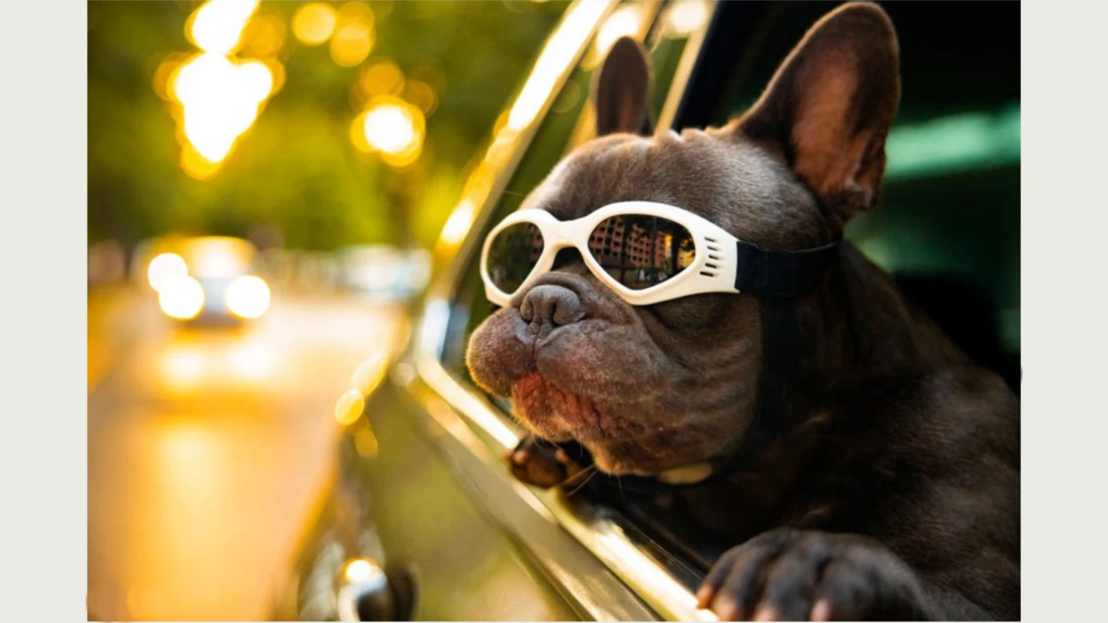 french bulldog with goggles hanging out of car window