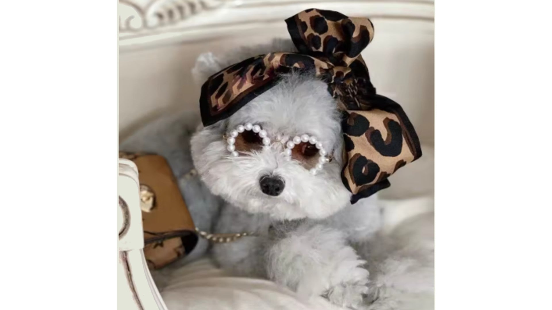 banner_dog_accessories